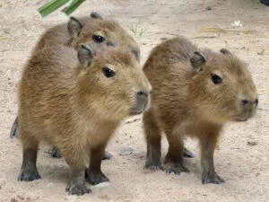 Khao Kheow Open Zoo Welcomes Three Adorable Baby Capybaras Ahead of Songkran Festival
