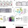 Natural regulator may slow several cancers by shutting down fibroblasts, study finds
