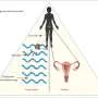 Researchers call for increased screening for parasitic disease linked to HIV and cervical cancer risk