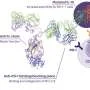 Targeted IL-15 drug in patient testing revives exhausted T cells without triggering severe inflammation