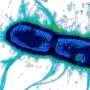Exploiting a common weakness in enzymes could lead to a single vaccine against diarrhea-causing gut pathogens