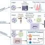 Immune 'energy signature' linked to tuberculosis may explain why some individuals control infection