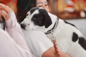 Pattaya City Launches Free Stray Animal Control and Public Health Services to Tackle Stray Pet Problem