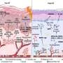 Radiotherapy reprograms immune response in rare skin cancer