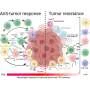 Study identifies new strategy to overcome immunotherapy resistance in colorectal cancer