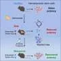 Antibiotics reverse damage caused to blood stem cells by chronic Salmonella, study suggests