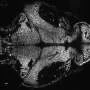 These tiny genetic fragments may be critical for telling a brain when to rest