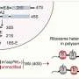 Altered ribosomes help explain how an enzyme fuels tumor growth