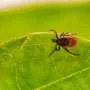 Ticks are 'spreading like wildfire'—and more of them are carrying Lyme