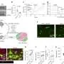 A new way to recharge aging muscle stem cells by restoring a key metabolic component