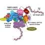 This unusual epigenetic modifier promotes certain cancers but suppresses others