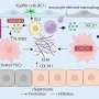 Scientists identify two proteins that drive fibrosis and show that they can be blocked