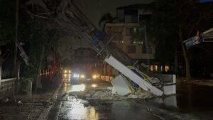 Strong Winds in Pattaya Topple 50-Year-Old Tree onto Power Pole, Blocking Arunothai Road and Cutting Electricity