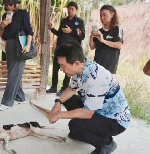 Pattaya Mayor Leads Rescue of Stray Dog Shot with Dart in Chonburi