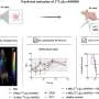 New targeted radiopharmaceutical therapy induces remission in pancreatic cancer model
