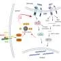 FGF21 helps cells cope with protein folding stress by increasing sulfide signaling, preclinical study suggests