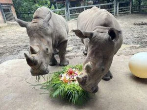 Thai Oil Donates Birthday Cake and Toys to Celebrate Third Birthday of Beloved White Rhino “Nong Top” at Khao Kheow Open Zoo