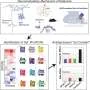 Reverse engineering ketamine's effects may lead to new antidepressants