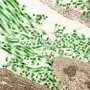 WHO urges DRC's neighbors to act immediately on Ebola