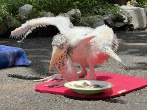 Khao Kheow Open Zoo Near Pattaya Achieves Historic Milestone: First Successful Breeding of Critically Rare ‘Giant Ibis’ in Thailand