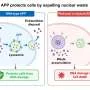 Amyloid precursor protein protects neurons during nuclear waste disposal
