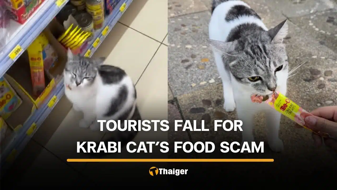 Foreign tourists fall for treat-seeking trap of Krabi cat