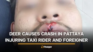 Pattaya deer accident leaves taxi rider and foreign passenger injured