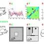 Fragile X deficits in mice respond to gene therapy