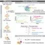 Immune activation may determine success of dual-target CAR T therapy in glioblastoma