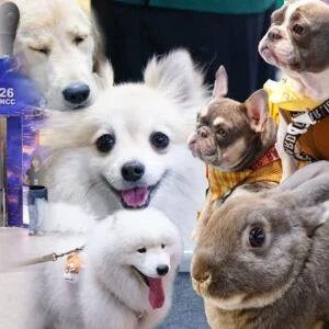 Thailand’s Booming Pet Industry Takes Center Stage at Massive Pet Expo, Showing Huge Growth of This Industry