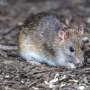 Hantavirus outbreak risk to public 'absolutely low': WHO