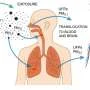 Ultrafine air particles may drive 2 million premature deaths each year