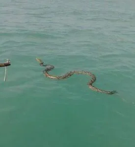 Reticulated Python Rescued From Sea in Pattaya by Kind Boat Captain