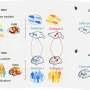 Brain scans reveal two distinct autism subtypes with different underlying biology