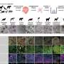 No live animal testing needed: Lab-grown airway organoids reveal viral infection in wildlife species