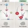 Novel molecular marker may improve prostate cancer treatment
