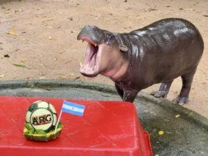 “Moo Deng” Predicts Argentina to Win 2026 FIFA World Cup!