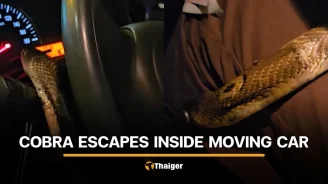 Thai snake rescuer shares safety warning after cobra escapes inside car