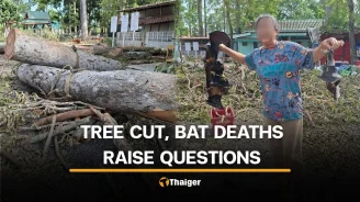 Nakhon Nayok locals question tree felling and bat deaths in temple