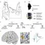 How the senses intertwine to help store new speech patterns