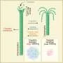 Scientists uncover how ovarian cancer resists chemotherapy—and how to reverse it