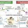 Why beta cells fail under pressure: Key stress pathway may shape diabetes progression