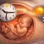 Baby's body clock begins to synchronize with local time while still in utero, study shows