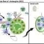 How immune cell networks drive liver disease
