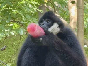 Refreshing Treats for the Whole Park! Khao Kheow Open Zoo Organizes Special Cooling Activities for Animals with Natural Fruit “Sweet Coolers” to Enhance Natural Behaviors