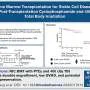 Physicians achieve 95% cure rate for sickle cell disease with bone marrow transplant