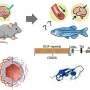 How zebrafish might be key to unlocking treatments for hereditary disease CADASIL