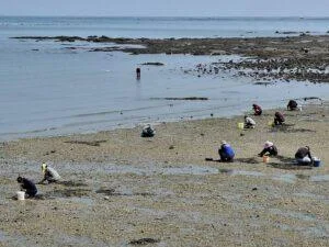 Labor Day Beach Bounty: Thai Workers Flock to Si Racha Shores to Dig for Cockles