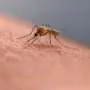 Scratching that bug bite might feel good at first but science explains why it's a bad idea
