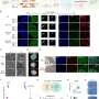 Lab-grown neurofibromatosis 1 tumors reveal how benign growths turn malignant